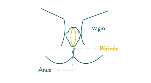 Schéma anatomique montrant le vagin, le périnée et l'anus, utile pour l'exercice périnée avant accouchement.