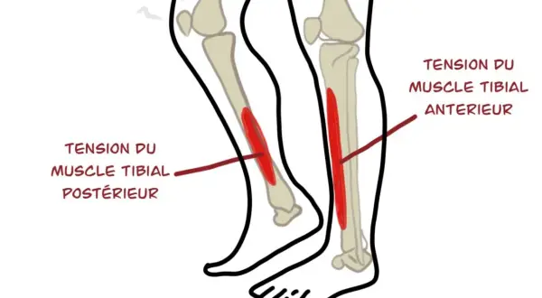 Schéma des muscles du tibia. La douleur au tibia en course à pied chez le débutant peut être liée à la tension du muscle tibial antérieur ou postérieur.