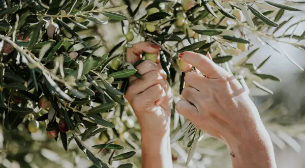 Mains cueillant des olives sur un olivier. Bien que les feuilles d'olivier soient réputées pour leurs bienfaits, il est bon de connaître les éventuels effets secondaires.