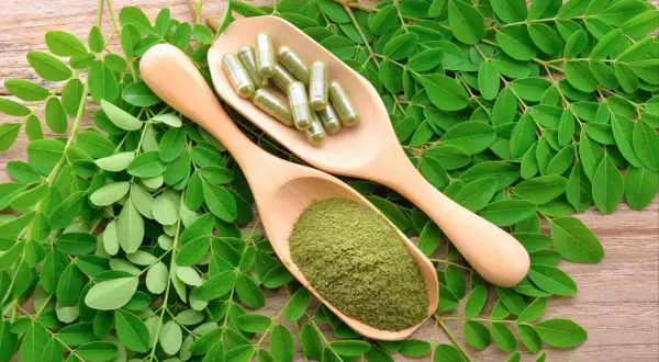 Feuilles de moringa, poudre et gélules sur cuillères en bois. Attention au danger du moringa, une consommation excessive peut être nocive.