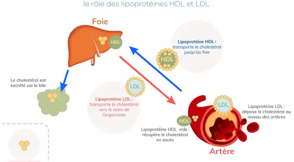 Le foie gère le bon et le mauvais cholestérol. Le HDL transporte le cholestérol vers le foie, le LDL le dépose dans les artères.