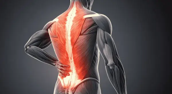 Anatomie d'un homme montrant la douleur du dos droite, avec les muscles du bas du dos illuminés en rouge vif.