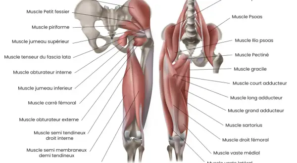 Anatomie du muscle cuisse avant, montrant les muscles fessiers, adducteurs et quadriceps.