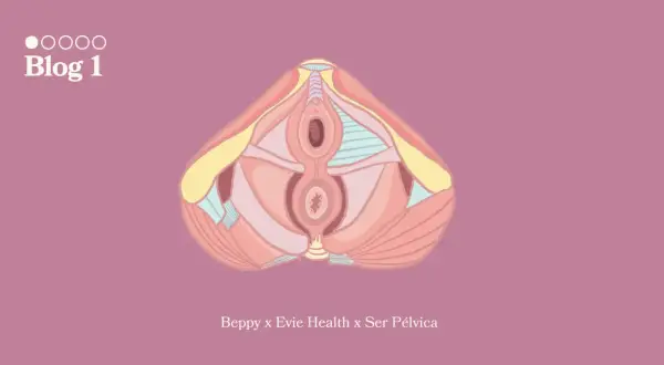 Illustration anatomique d'un plan sagittal du bassin féminin, montrant le muscle du périnée et les organes pelviens.