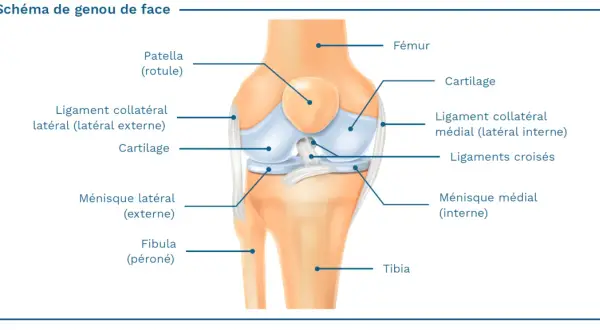 Schéma du genou de face, montrant le ligament collatéral latéral (externe), essentiel à la stabilité du tendon genou externe.