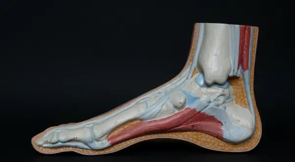 Modèle anatomique du pied montrant les muscles et tendons, utile pour comprendre l'inflammation de la voute plantaire.