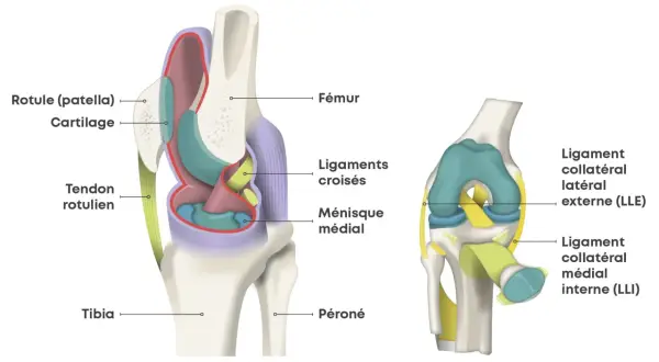 Anatomie du genou : fémur, rotule, tibia, péroné, ligaments croisés, ménisque, tendons. Utile pour comprendre une douleur genou suite choc sans gonflement.