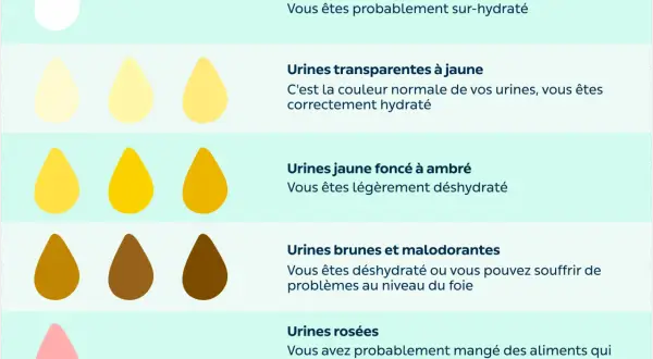Illustration montrant la couleur des urines et leur lien avec l'hydratation. Le temps pour se réhydrater dépend de la couleur : plus elle est foncée, plus il faut boire.