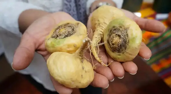 Mains tenant des racines de maca jaunâtres, certaines montrant des signes de pourriture, évoquant le danger de la maca mal conservée.