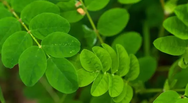 Feuilles vertes vibrantes d'une plante, peut-être une aide naturelle pour la ménopause et le sommeil.