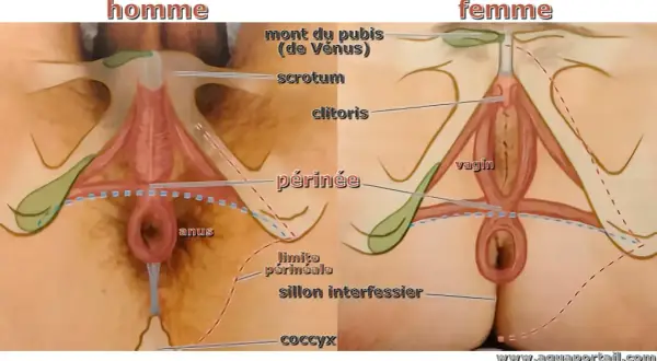 Anatomie comparée homme/femme. La partie entre les testicules et l'anus, chez l'homme, et entre le vagin et l'anus, chez la femme, s'appelle le périnée.