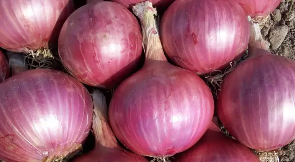Gros plan sur des oignons rouges, parfaits pour découvrir les oignon rouge bienfaits. Ils sont prêts à être cuisinés.