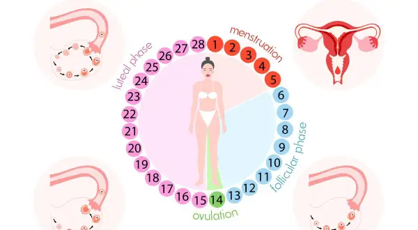 Schéma du cycle menstruel, montrant les phases et les ovaires. La phase lutéale, avec ses symptômes, est indiquée.
