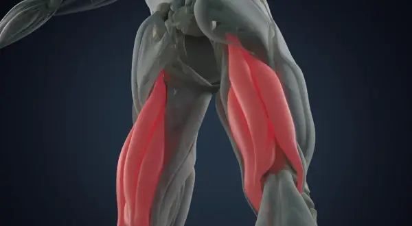 Anatomie des ischio-jambiers en rouge. Une blessure ischio-jambier : combien de temps pour guérir ?
