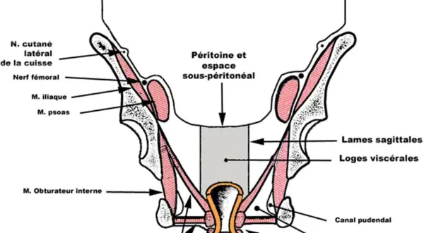 Coupe frontale du pelvis montrant le petit bassin anatomie, muscles, nerfs et structures viscérales.