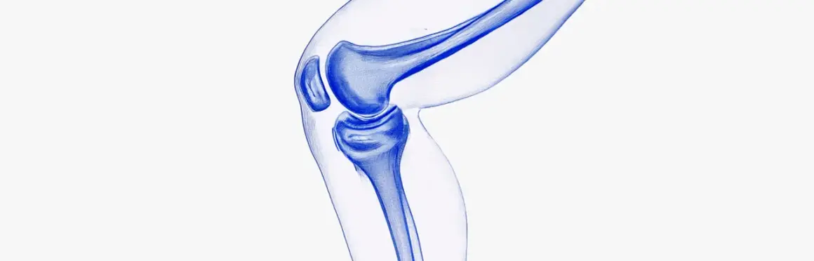 Illustration bleue d'un genou, montrant les os et le cartilage. Une vision pour régénérer le cartilage naturellement.