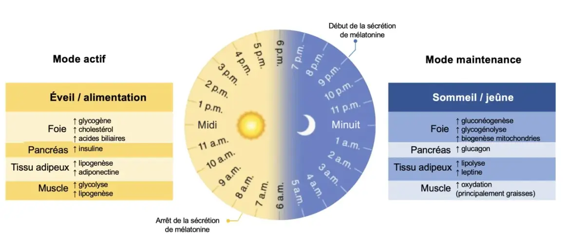 Schéma illustrant les rythmes circadiens du corps, avec les fonctions du foie, pancréas, tissu adipeux et muscle en mode actif (éveil/alimentation) et en mode maintenance (sommeil/jeûne), utile pour un jeune intermittent.