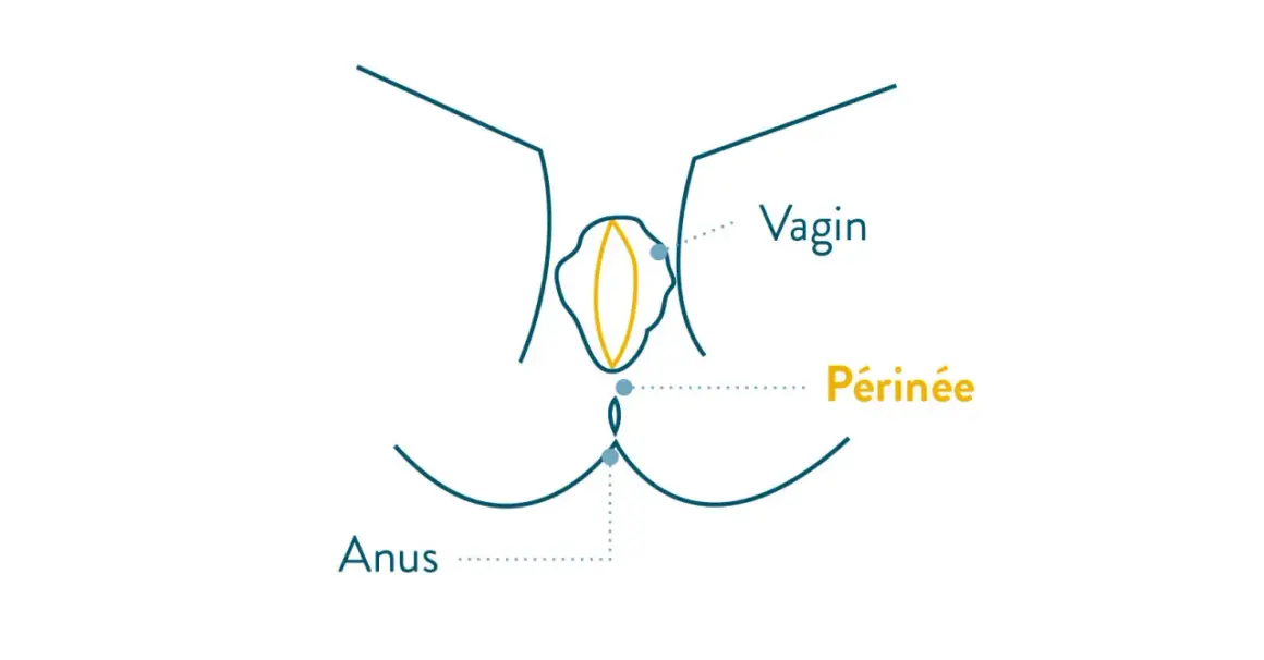 Schéma anatomique montrant le vagin, le périnée et l'anus, utile pour l'exercice périnée avant accouchement.