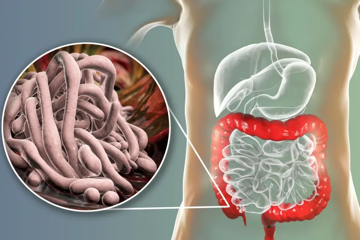 Gros plan sur des parasites intestinaux, avec une illustration du système digestif humain. Une vision pour un vermifuge humain naturel.