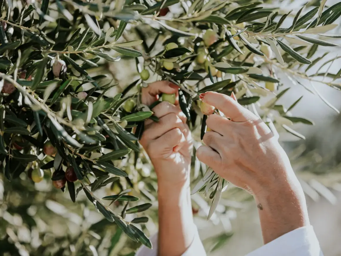Mains cueillant des olives sur un olivier. Bien que les feuilles d'olivier soient réputées pour leurs bienfaits, il est bon de connaître les éventuels effets secondaires.