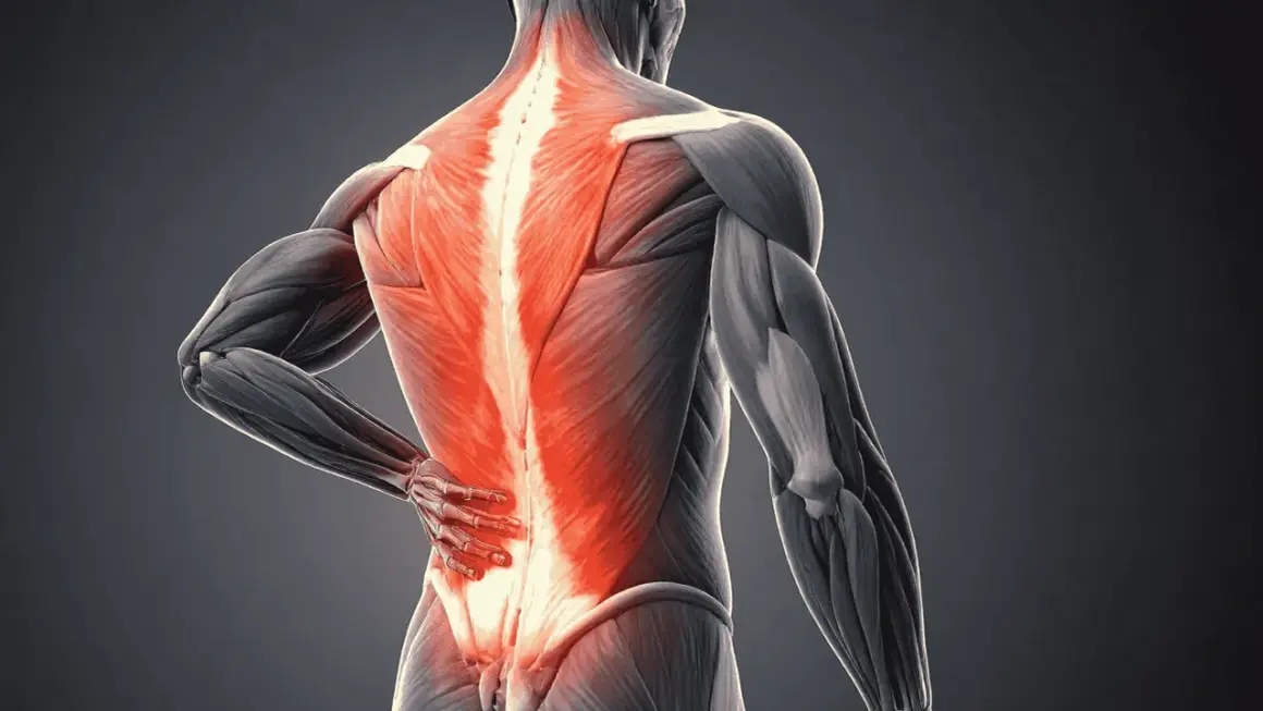 Anatomie d'un homme montrant la douleur du dos droite, avec les muscles du bas du dos illuminés en rouge vif.