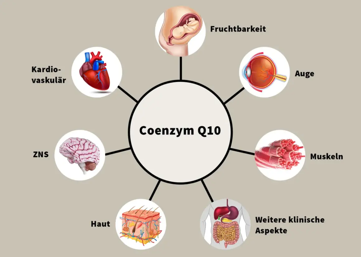 Schéma des coenzyme q10 bienfaits : cœur, cerveau, yeux, peau, muscles, fertilité, système digestif.