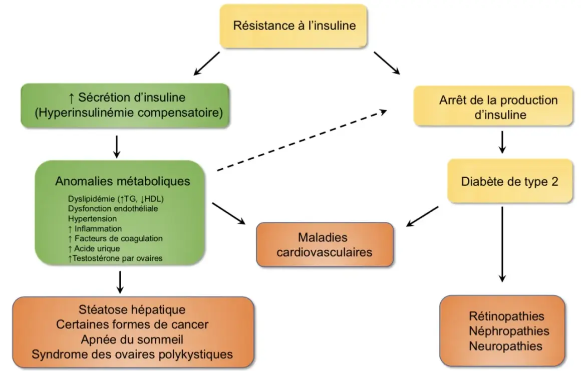 Schéma montrant comment la résistance à l'insuline mène à des anomalies métaboliques, puis à des maladies cardiovasculaires, ou à l'arrêt de la production d'insuline et au diabète de type 2.