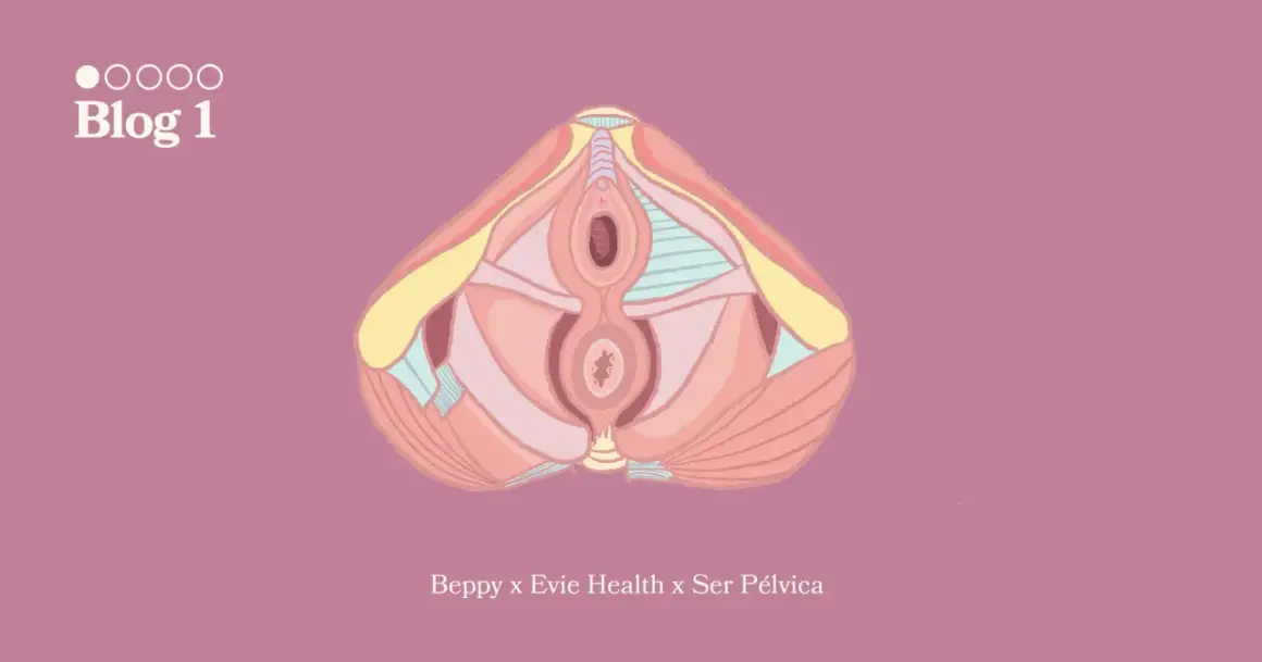 Illustration anatomique d'un plan sagittal du bassin féminin, montrant le muscle du périnée et les organes pelviens.