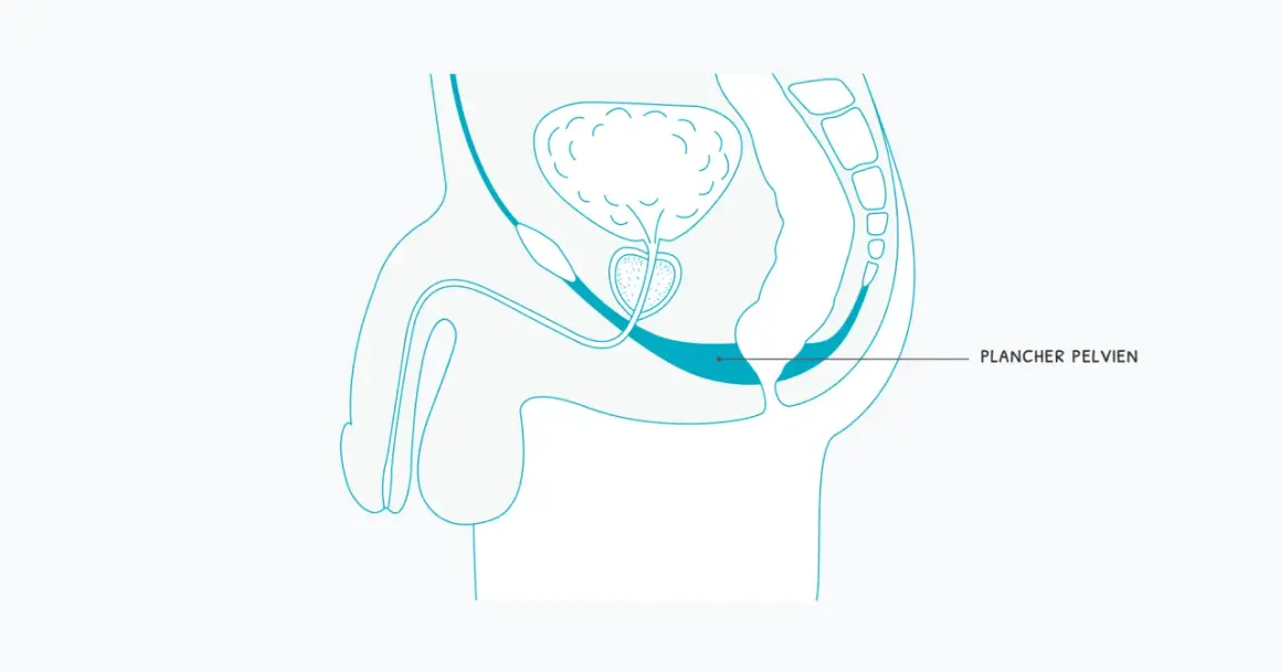 Schéma anatomique montrant le muscle pelvien homme, essentiel pour le soutien des organes et la fonction urinaire.