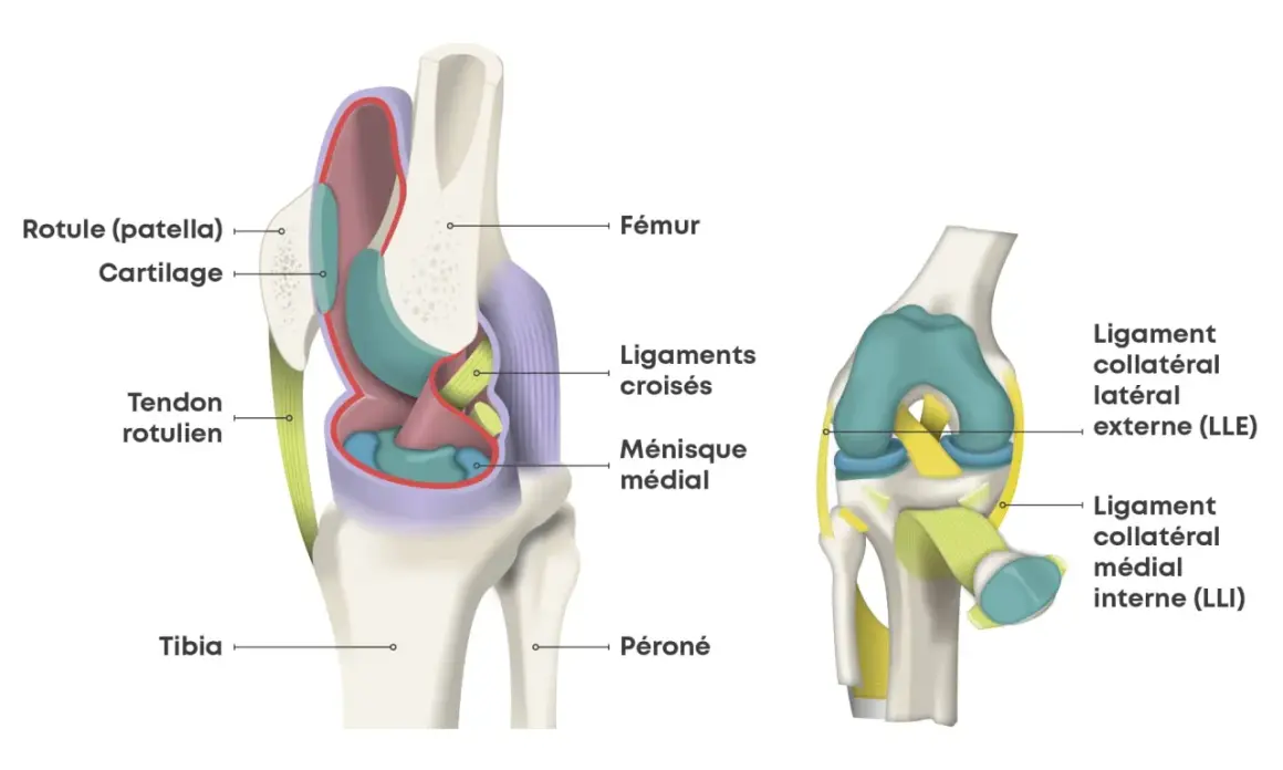 Anatomie du genou : fémur, rotule, tibia, péroné, ligaments croisés, ménisque, tendons. Utile pour comprendre une douleur genou suite choc sans gonflement.