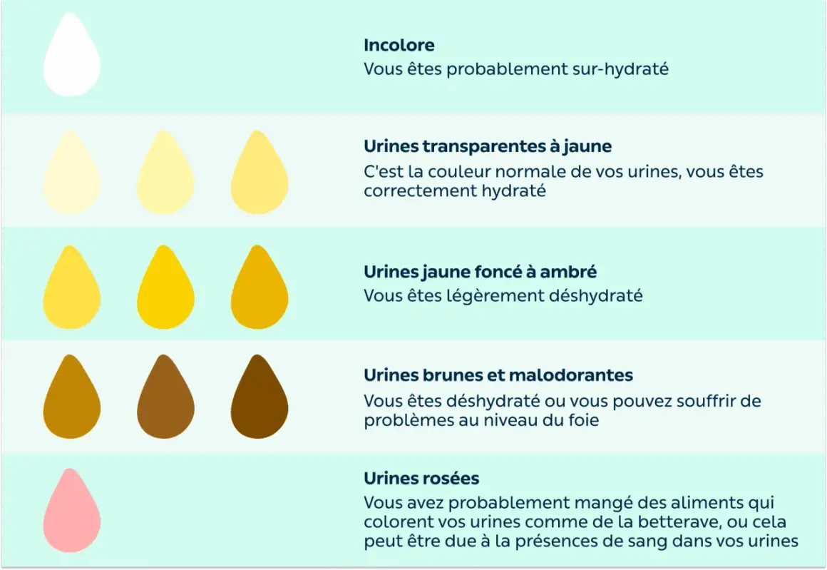 Illustration montrant la couleur des urines et leur lien avec l'hydratation. Le temps pour se réhydrater dépend de la couleur : plus elle est foncée, plus il faut boire.