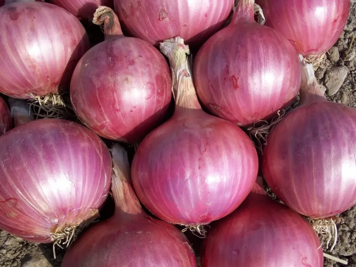 Gros plan sur des oignons rouges, parfaits pour découvrir les oignon rouge bienfaits. Ils sont prêts à être cuisinés.