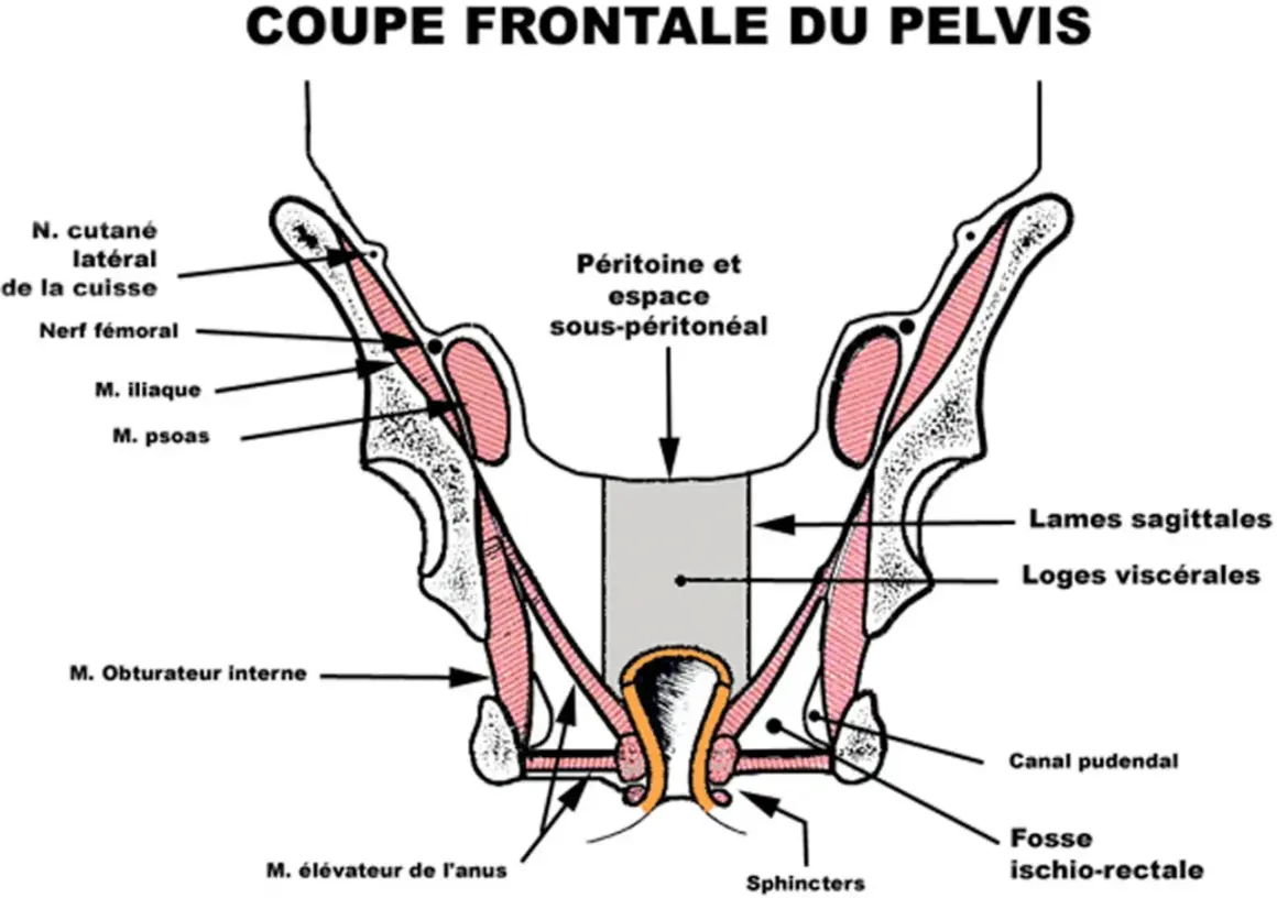 Coupe frontale du pelvis montrant le petit bassin anatomie, muscles, nerfs et structures viscérales.