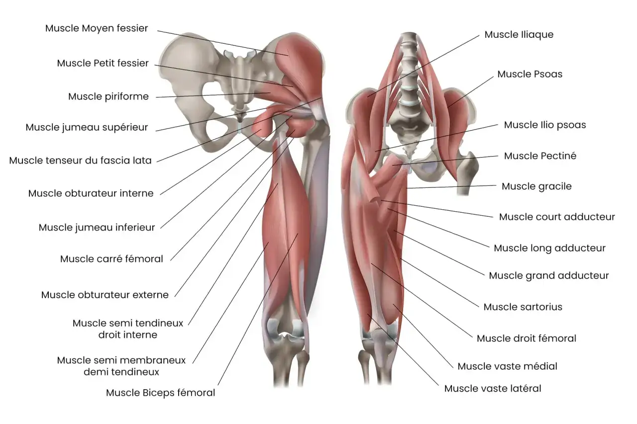 Anatomie du bassin et de la cuisse, montrant le muscle pectiné. Une douleur dans cette zone peut être gênante.