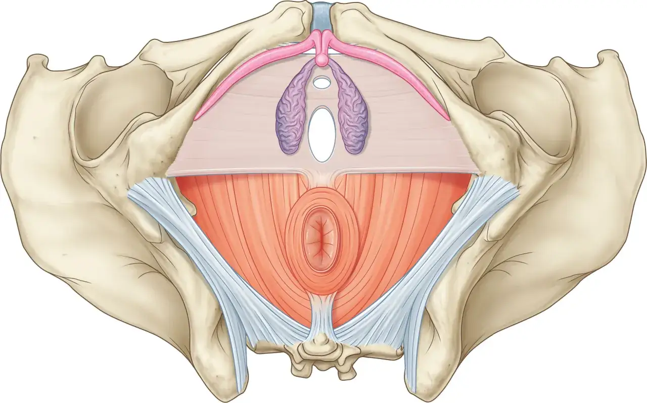 Vue anatomique du bassin féminin, montrant la structure complexe de l'anatomie du ventre femme, incluant les muscles pelviens et les organes.