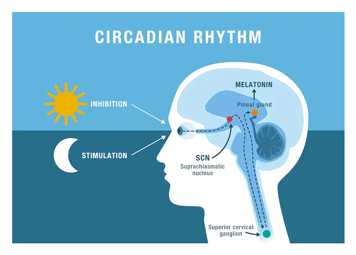 Schéma du rythme circadien : le soleil inhibe la mélatonine, la lune la stimule. Quand prendre mélatonine ? La nuit, pour le sommeil.