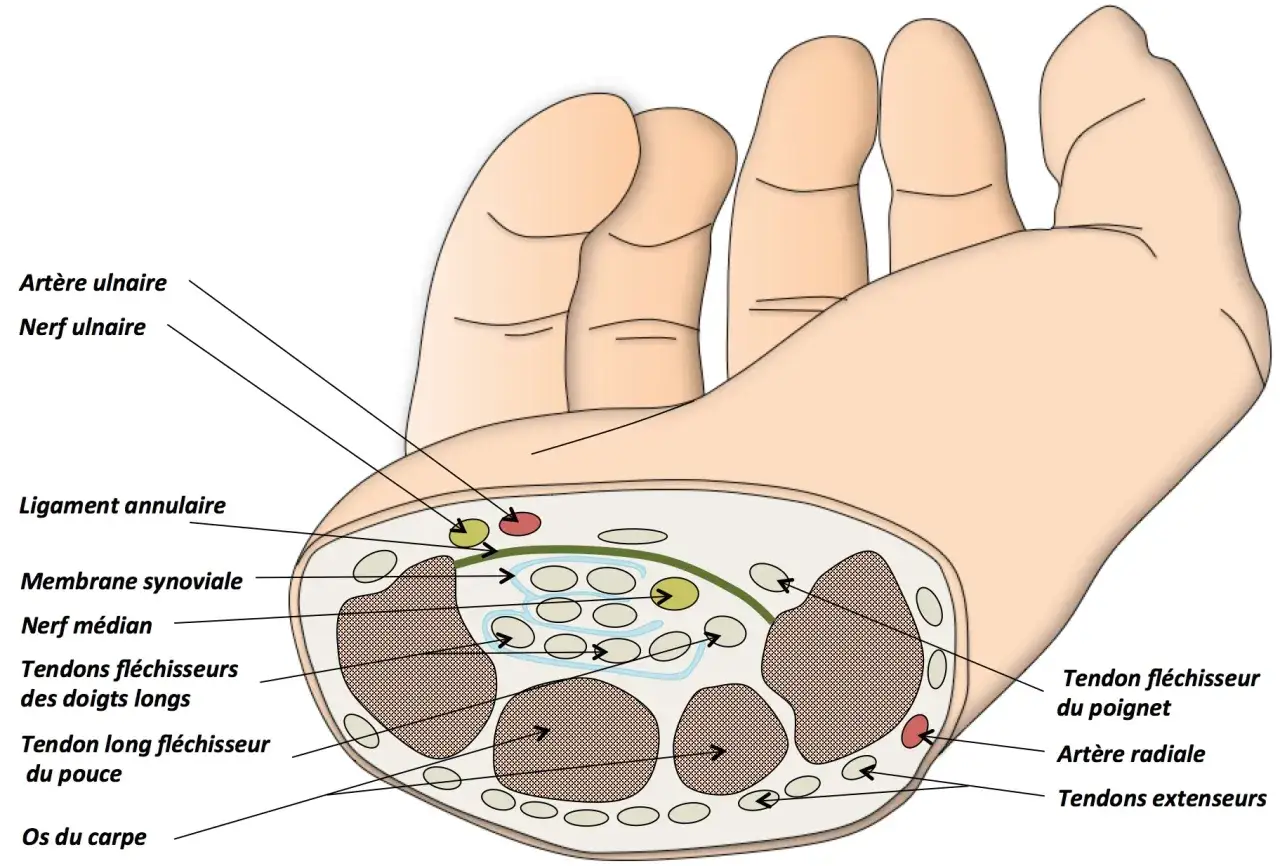 Anatomie du poignet montrant les tendons et nerfs. Une douleur au poignet quand je le plie peut être liée à ces structures.