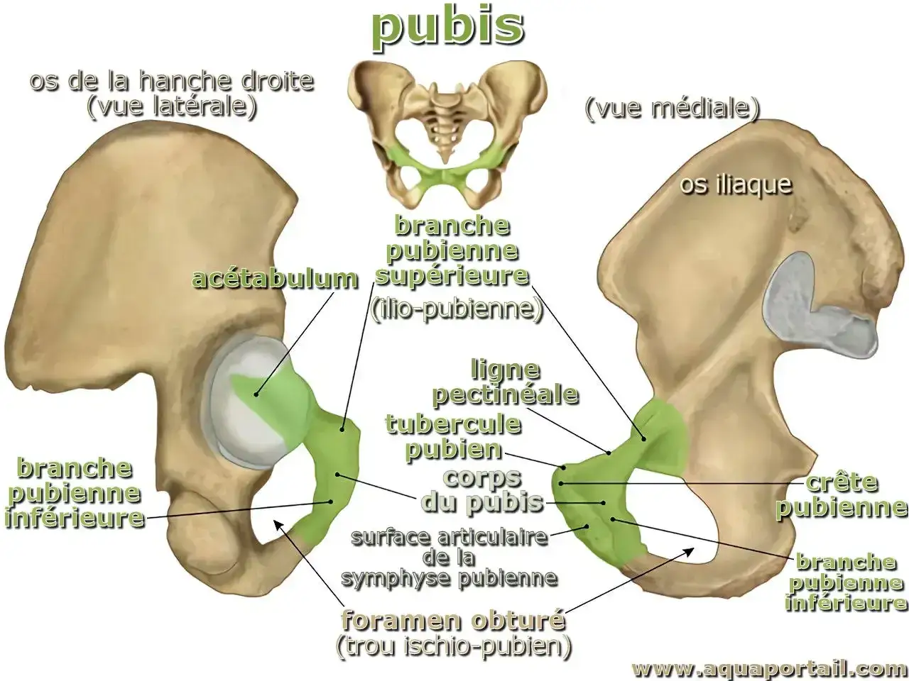 Anatomie du pubis chez l'homme, montrant l'os de la hanche droite et médiale, avec ses branches pubiennes et l'acétabulum.