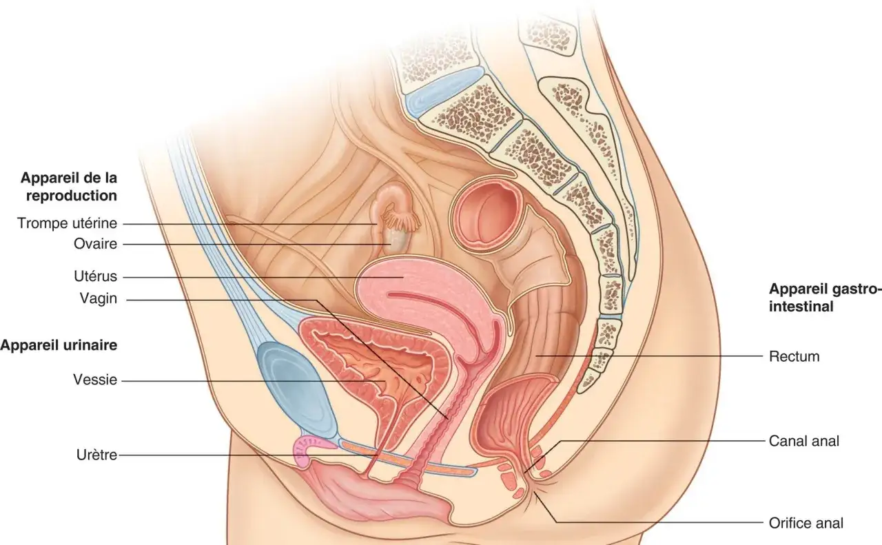 Anatomie du pelvis féminin, montrant les organes reproducteurs, urinaires et digestifs. La question 