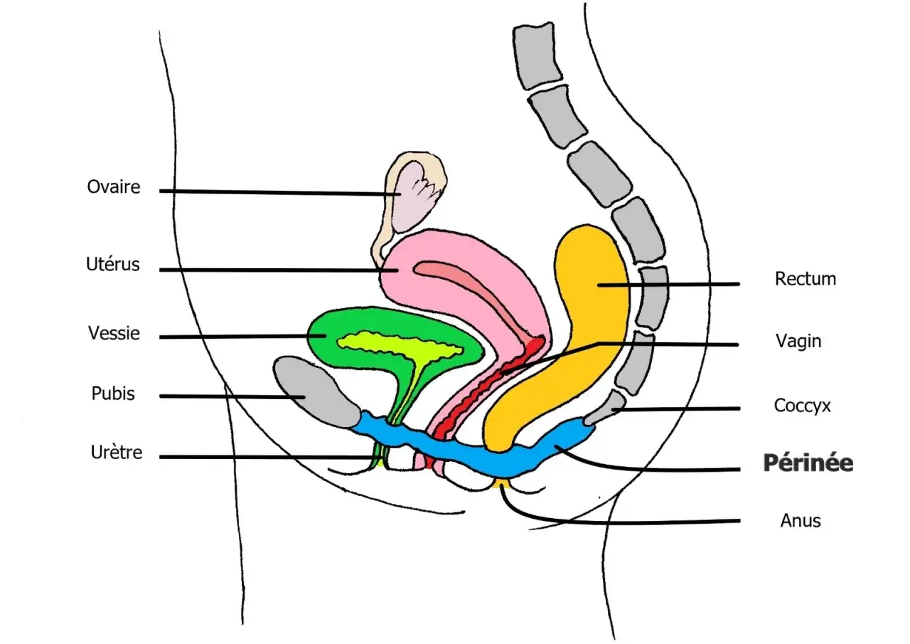 Schéma du pelvis féminin : ovaire, utérus, vessie, pubis, urètre, vagin, rectum, coccyx, périnée, anus. Le pubis gonflé peut avoir diverses causes.