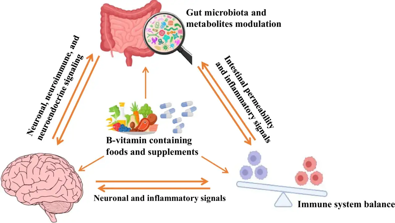 Le cerveau est influencé par les vitamines B, la flore intestinale et le système immunitaire. Quelle est la meilleure vitamine pour le cerveau ?