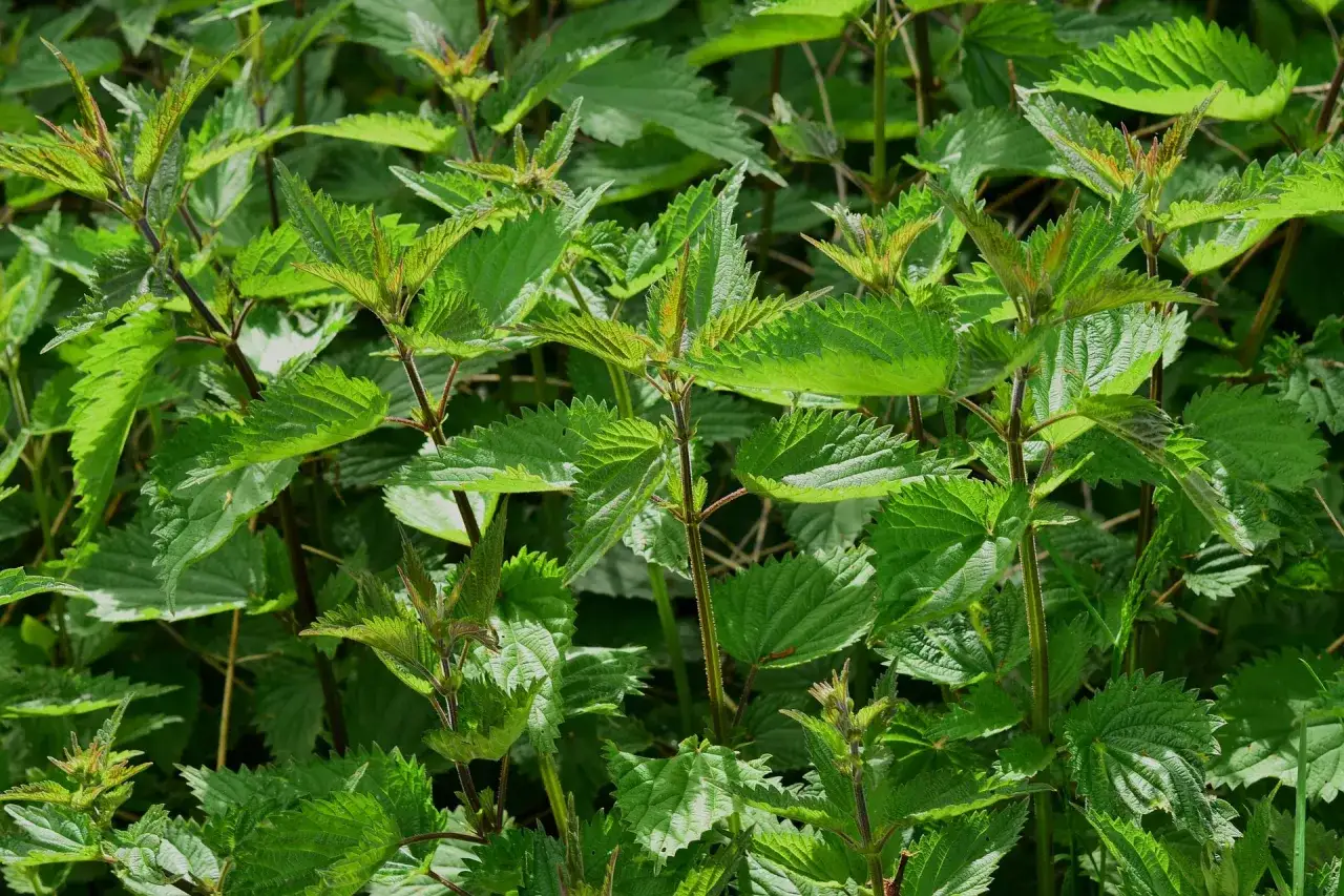 Feuilles vertes et dentelées de l'ail des ours, une plante sauvage comestible qui pousse dans les sous-bois.