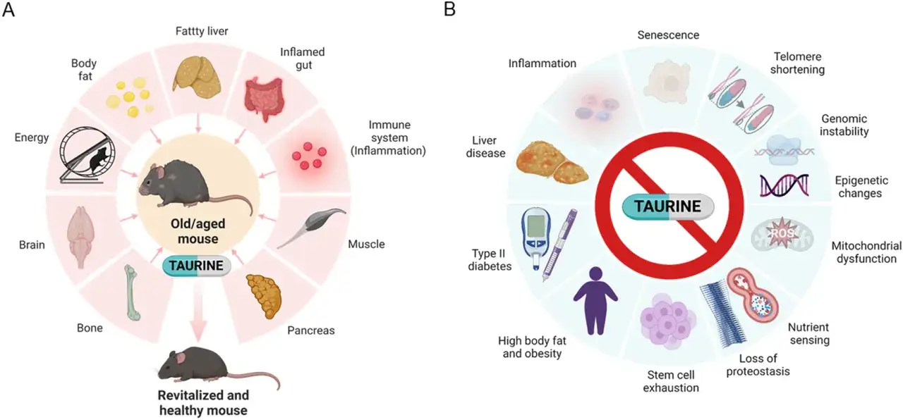 Schéma A montre la taurine revitalisant une souris âgée. Schéma B illustre les effets secondaires de la taurine, comme l'inflammation et le diabète de type II.