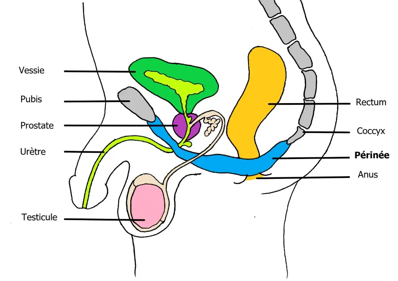Schéma anatomique masculin montrant la vessie, la prostate, l'urètre, les testicules, le rectum et le périnée. Un problème périnée homme peut affecter ces zones.