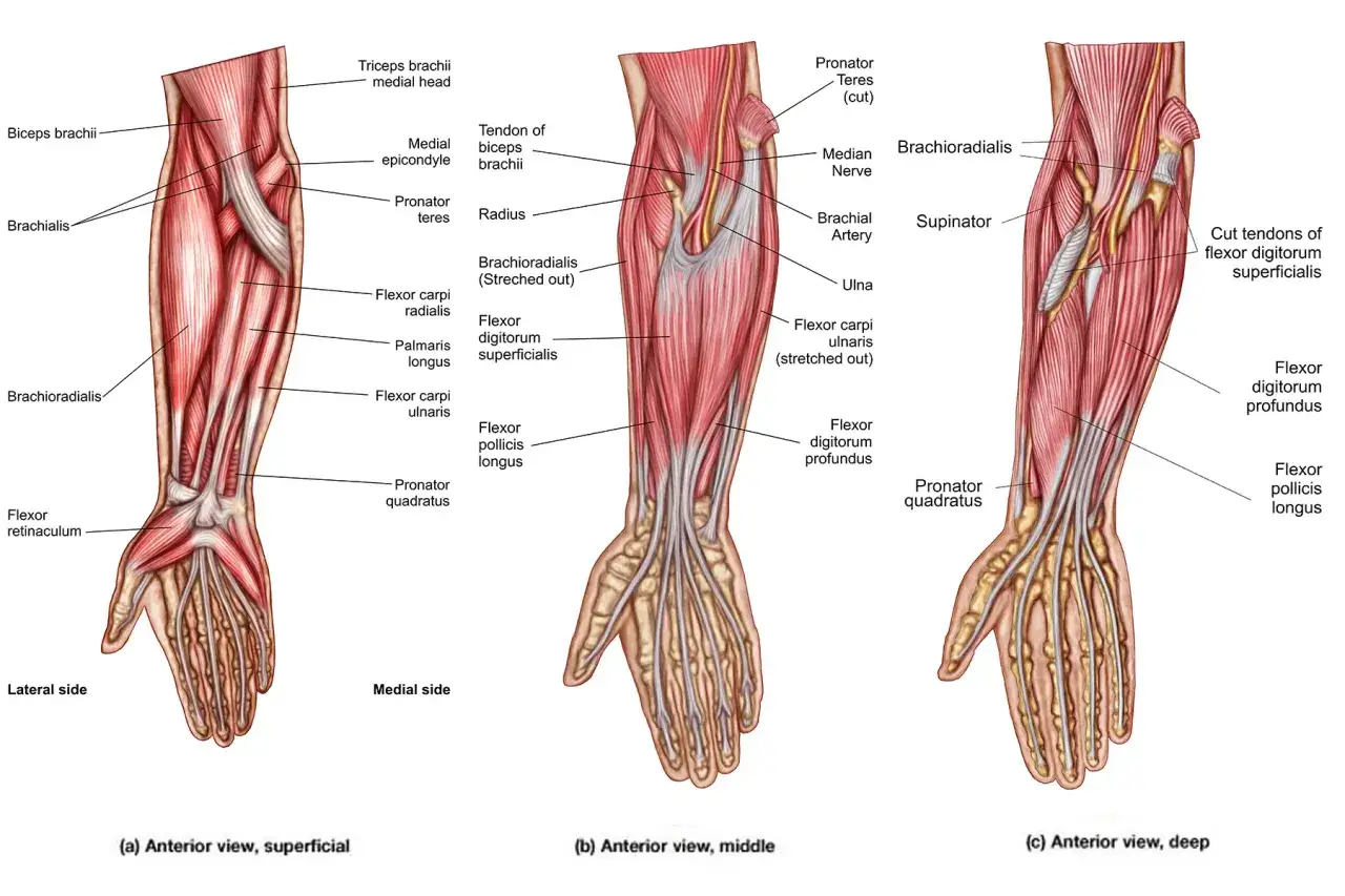 Vue anatomique des muscles de l'avant-bras, montrant les causes possibles de douleur avant bras.