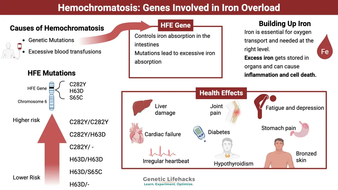 Sympt&ocirc;mes de trop de ferritine : fatigue, douleurs articulaires, cardiaques, h&eacute;patiques, diab&egrave;te, peau bronz&eacute;e. Causes : mutations g&eacute;n&eacute;tiques HFE.