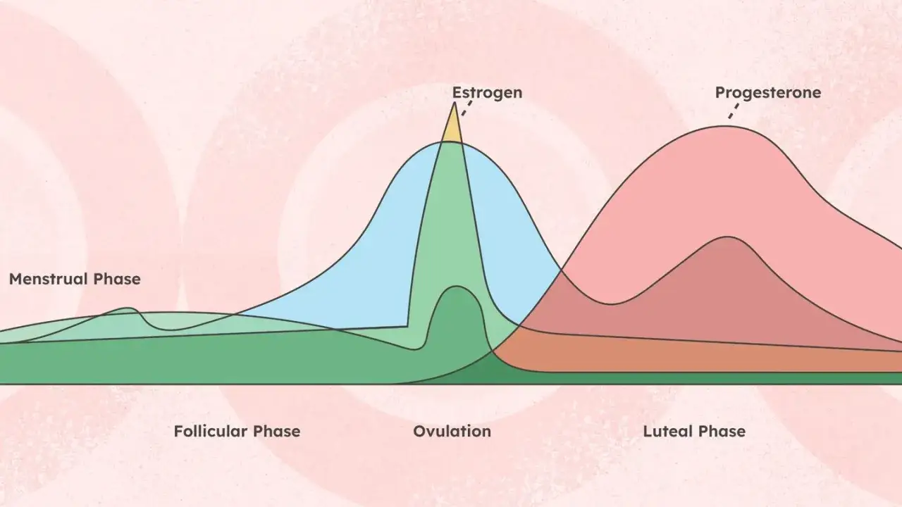 Graphique des phases du cycle menstruel : folliculaire, ovulation, lutéale. Pic d'œstrogènes avant ovulation. SPM combien de temps avant ?