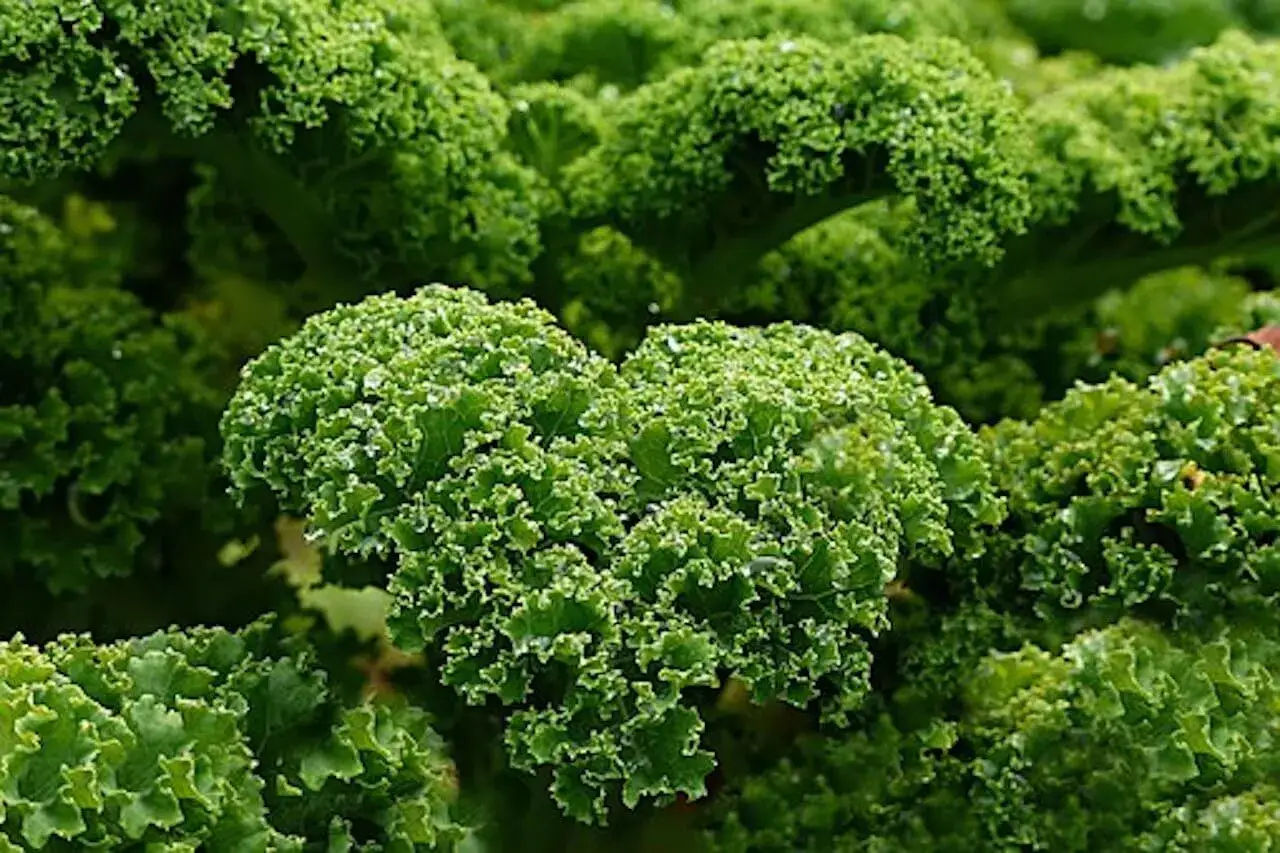 Chou kale frisé, vert vif, prêt à être consommé pour ses nombreux chou kale bienfaits.