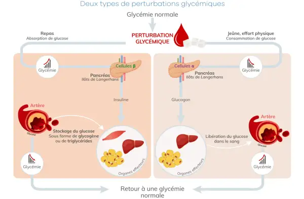 Schéma expliquant les perturbations glycémiques, montrant comment le corps régule la glycémie et les risques de taux dangereux de glycémie.