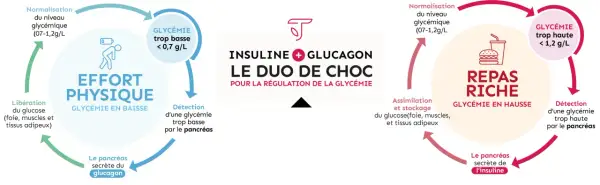 Schéma expliquant comment faire baisser la glycémie par l'effort physique, qui libère le glucose et stimule le pancréas à sécréter du glucagon.